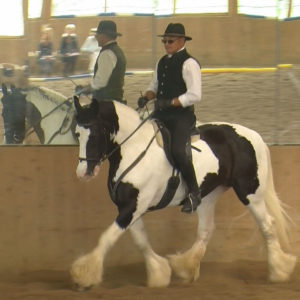 ERC - Training-05.2018 - Dressur - Erich Veichtlbauer auf Katinka