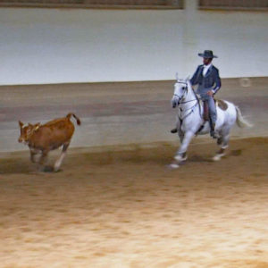 WED-DM-2018-WL-0028-Rinder-Pedro Ribeiro auf Imperador