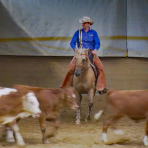 WED-DM-2018-WL-0061-Rinder-Manuela Heim auf Sunny Boy