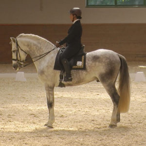 WEN-Cup-2018-WL-28-Dressur-Ramona Seifert auf Hercules Salvatella II