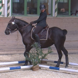 WEN-Cup-2018-WM-40-Trail-Elisabeth Weingarten auf Joya Nalia