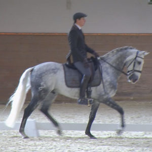 WEN-Cup-2018-WS-10-Dressur-Arnaud Petit auf Diniz