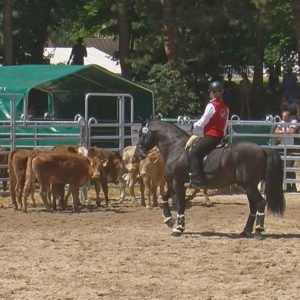 WED-NaC-2019.05-WS- 468-Rinder-Frauke Matter auf Cholito GT