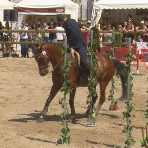 WED-NaC-2019.05-WS- 499-Speed-Gernot Weber auf Signums Aramis