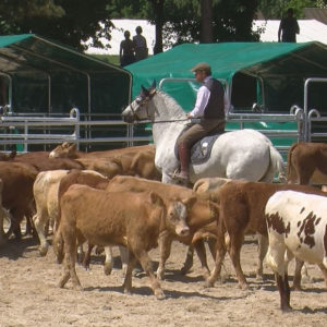 WED-NaC-2019.05-WS- 506-Rinder-Stefan Schneider auf Xinoca